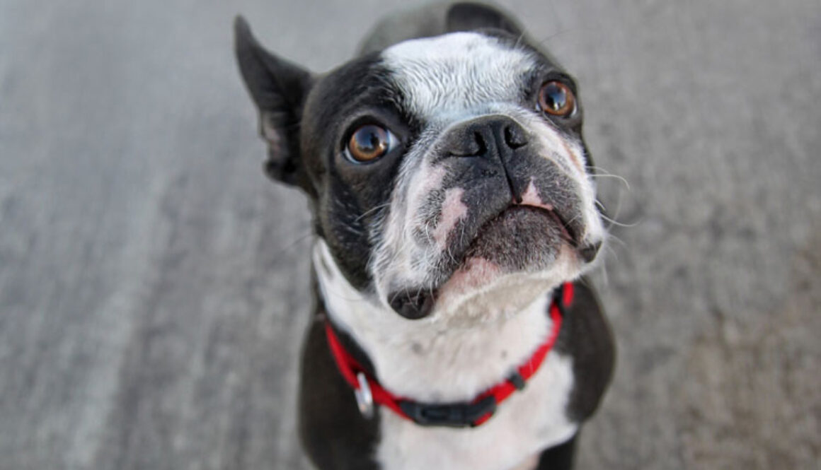 cataracts-in-dogs-cats2