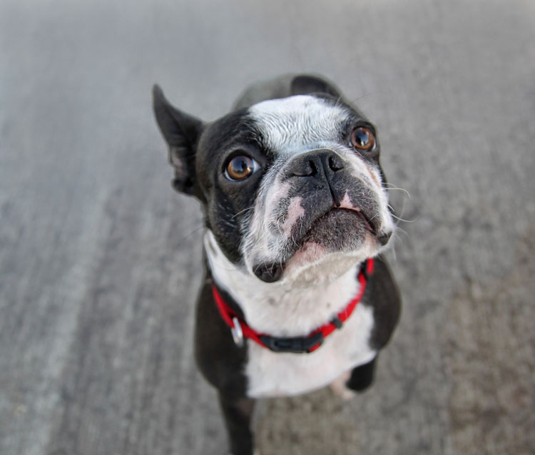 cataracts-in-dogs-cats2