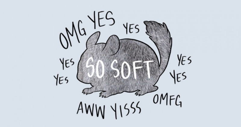 How to Pet a Chinchilla