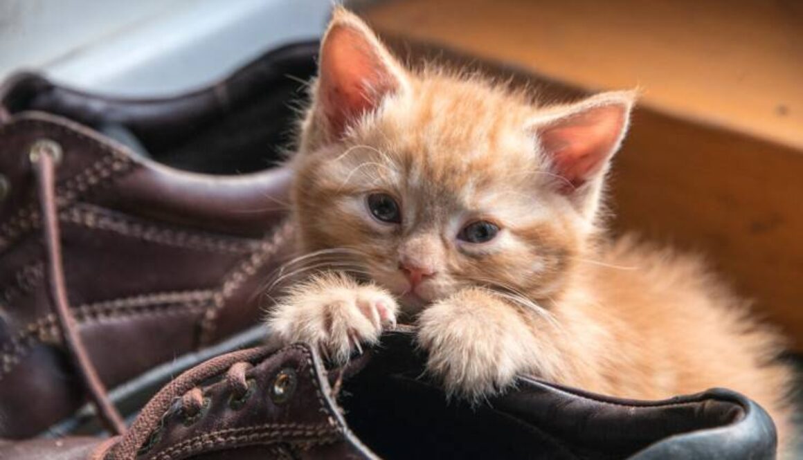 common-household-dangers-for-pets