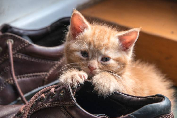 common-household-dangers-for-pets