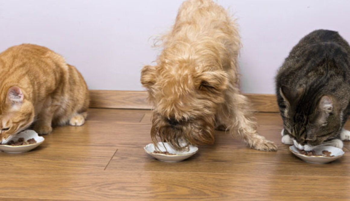 Deciphering Pet Food Labels