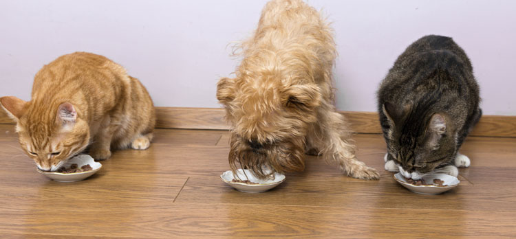 Deciphering Pet Food Labels