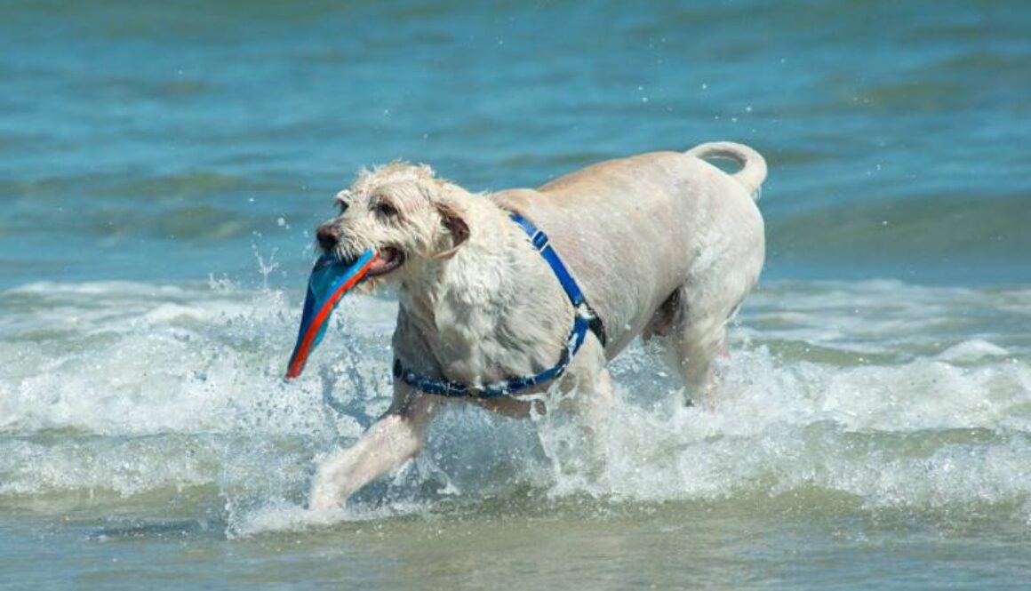 dog-dives-underwater