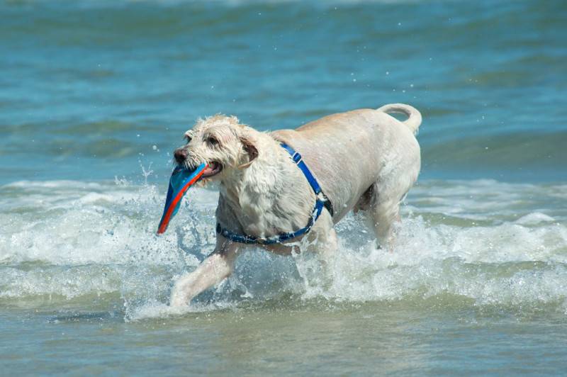 dog-dives-underwater