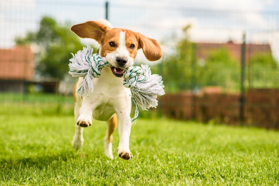 Training dogs at the ABC dog training school