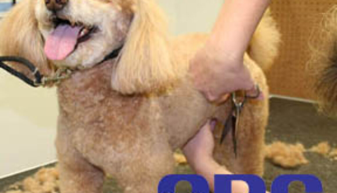 dog_grooming_animal_behavior_college