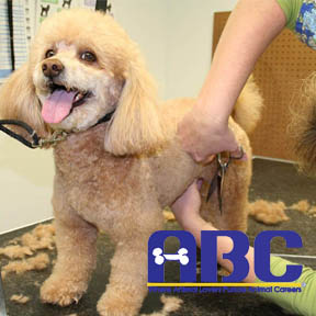 dog_grooming_animal_behavior_college