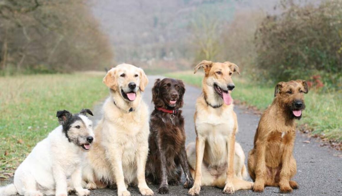 Dogs Offer Daily Life Lessons