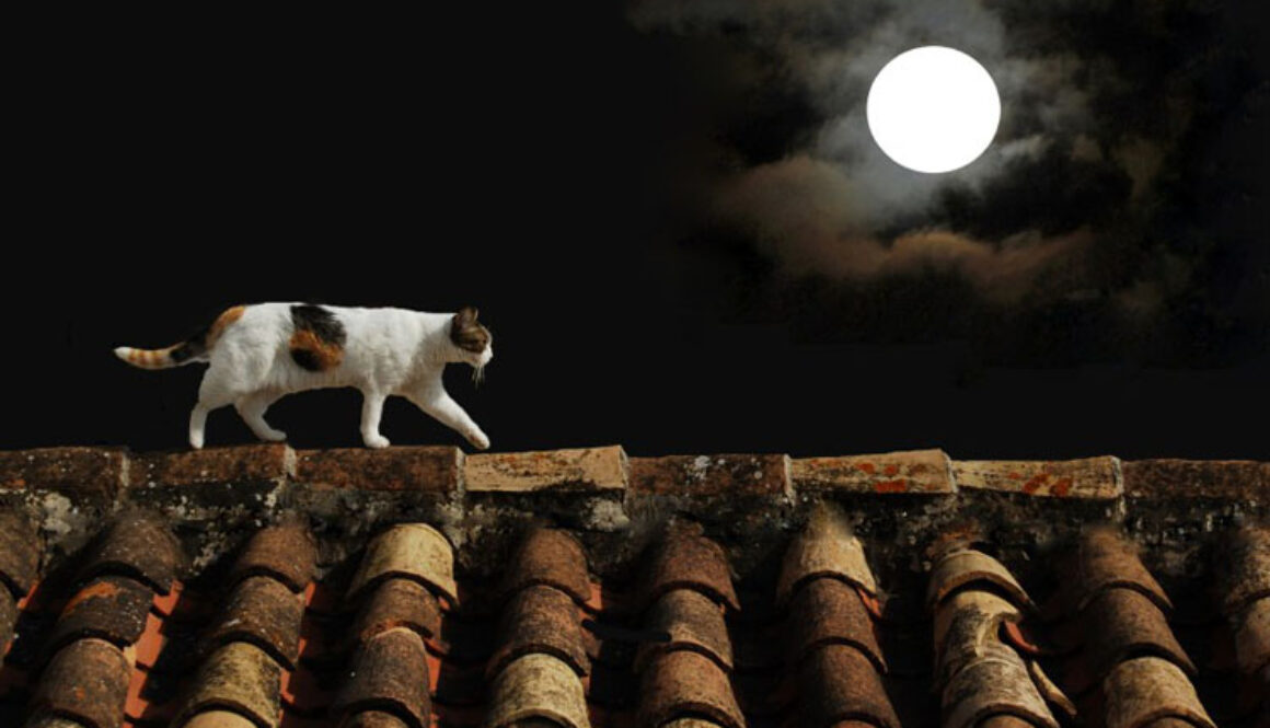 Full Moon Effects on Pets