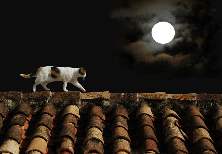 Full Moon Effects on Pets