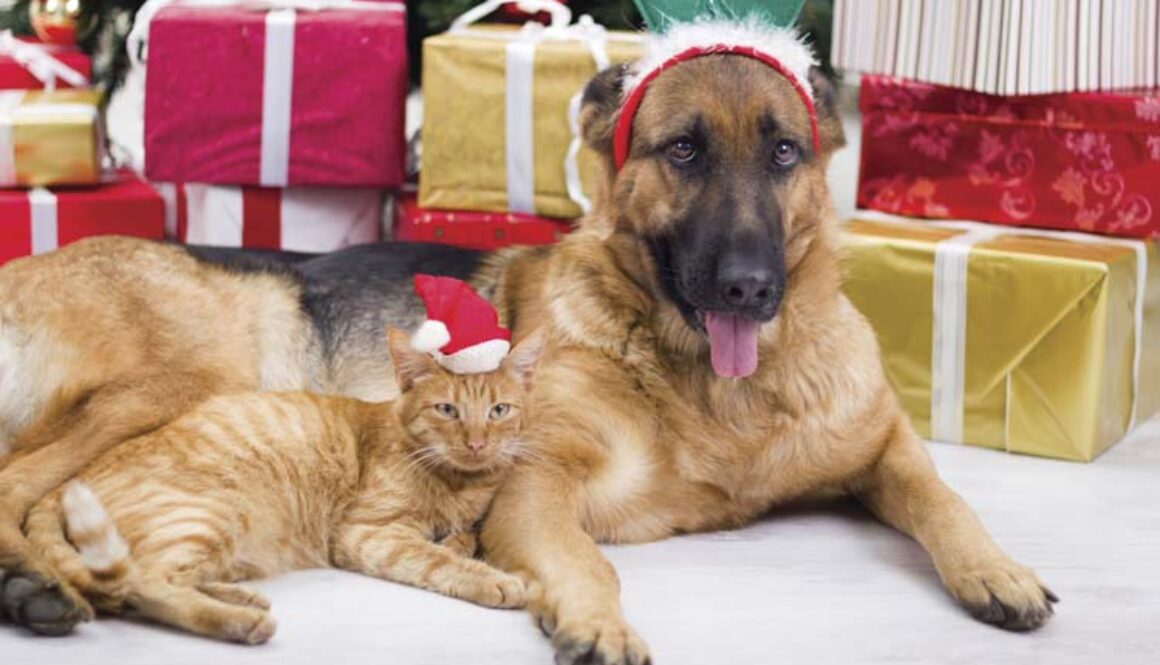 Gifts for Dogs and Cats