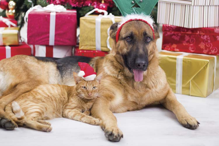 Gifts for Dogs and Cats