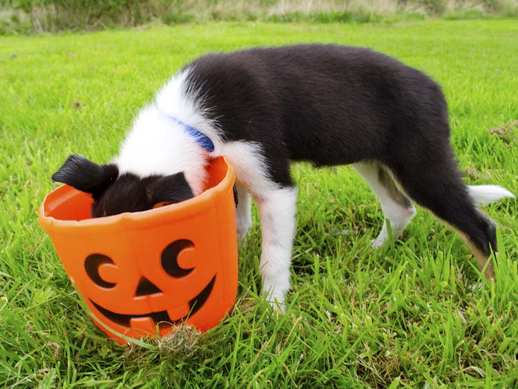 Halloween Tips for Dogs
