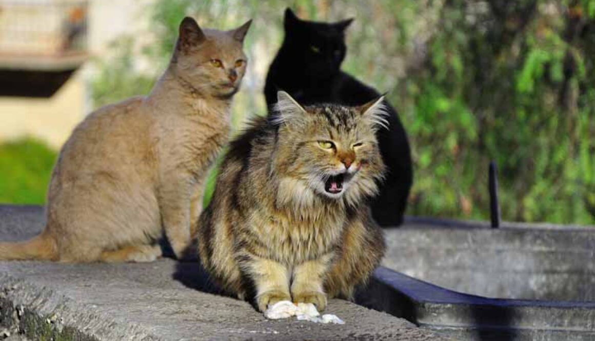 Help Feral Cats in Your Area
