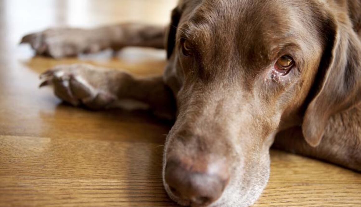 Hot Spots on Dogs