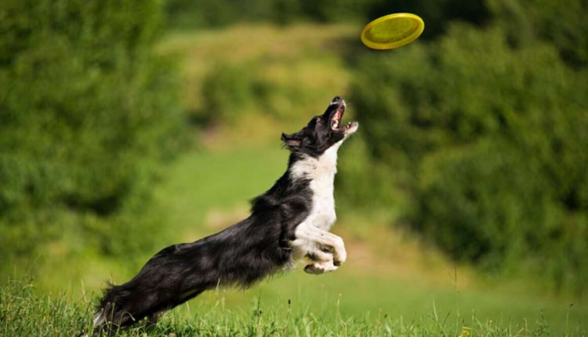 Be a Responsible Dog Owner