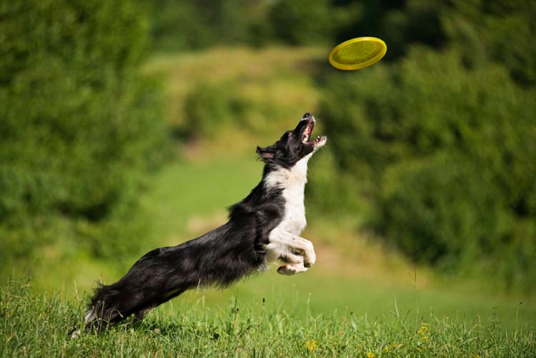 Be a Responsible Dog Owner