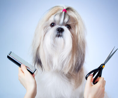 Shih tzu dog grooming. On blue and white background.
