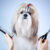 Shih tzu dog grooming. On blue and white background.