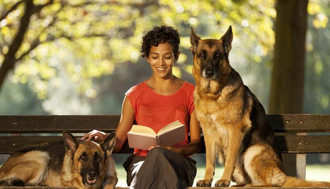 Woman is sitting on a bench with two german shepherds