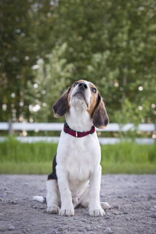 how-to-teach-a-dog-to-stay1