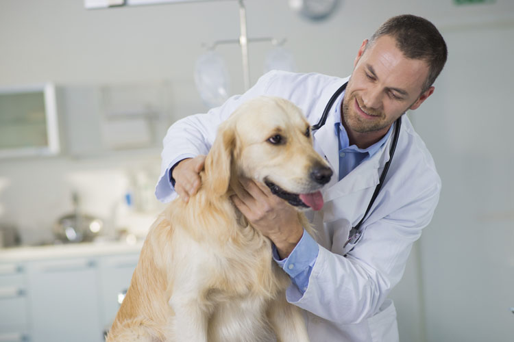 Veterinarian Examining A Dog