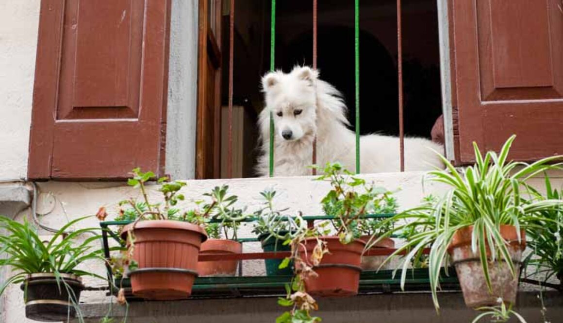 Keep Track of Your Pets