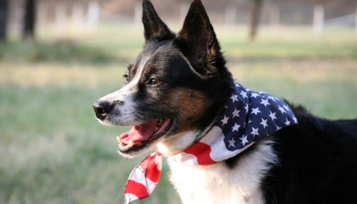 Keep Your Pet Safe on July 4