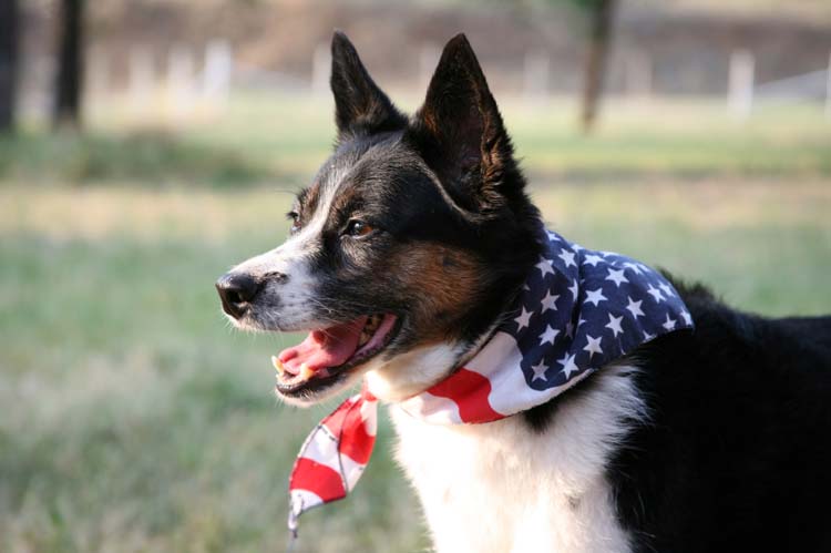 Keep Your Pet Safe on July 4