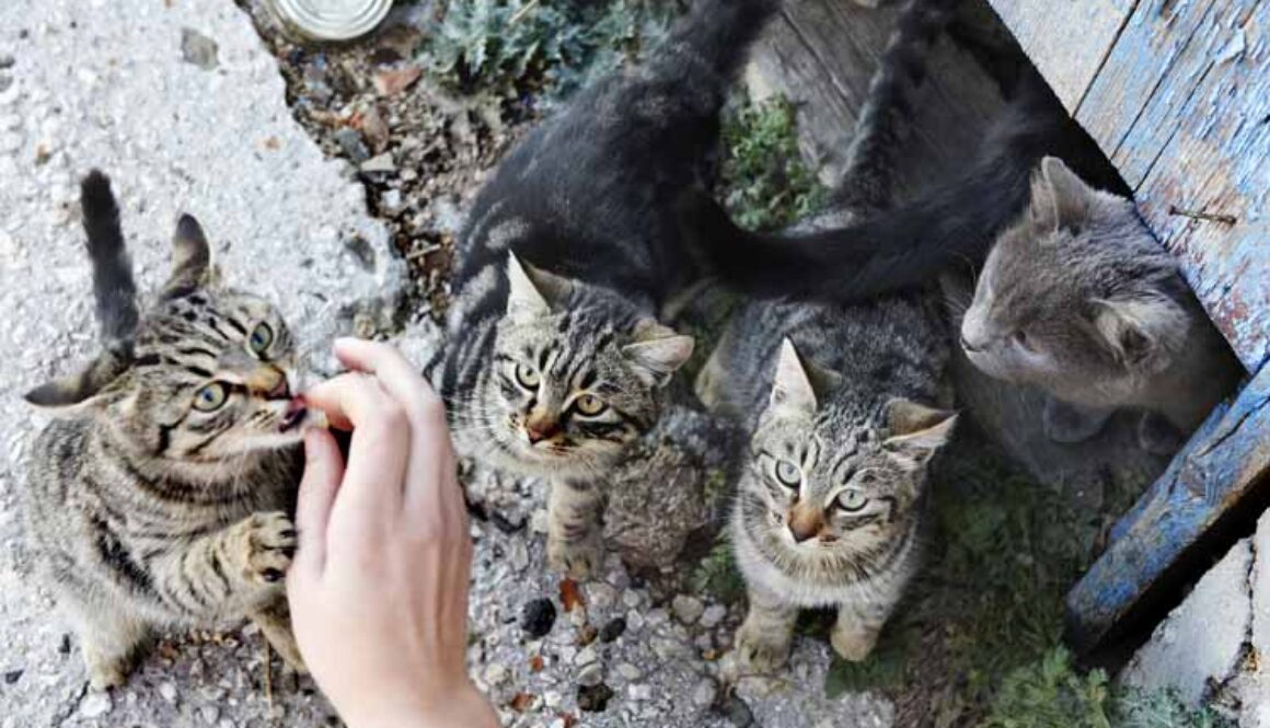 Corral Your Independent-Minded Feline Day (Or Not)