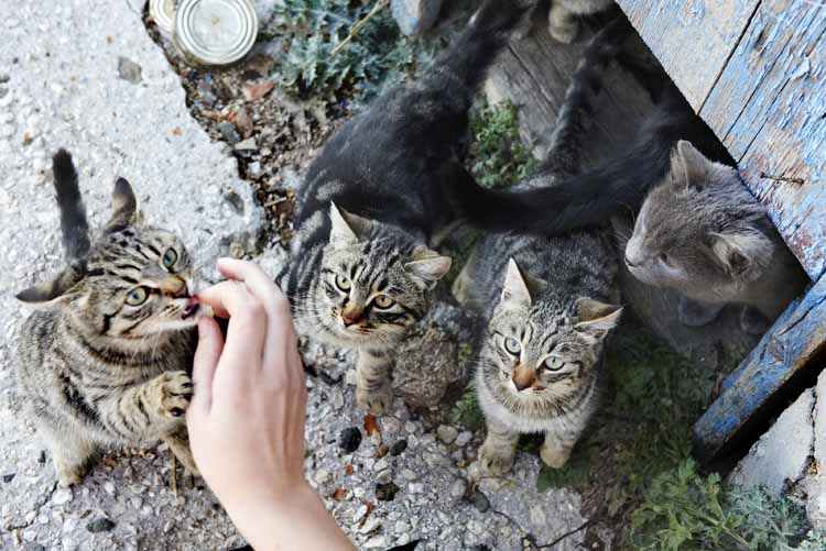 Corral Your Independent-Minded Feline Day (Or Not)