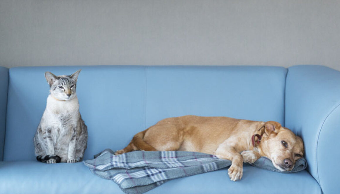 November is Pet Diabetes Month