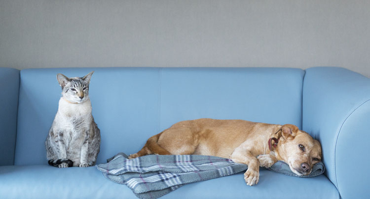 November is Pet Diabetes Month