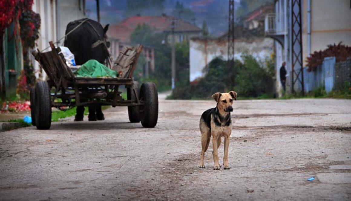 Pet Emergency Preparedness