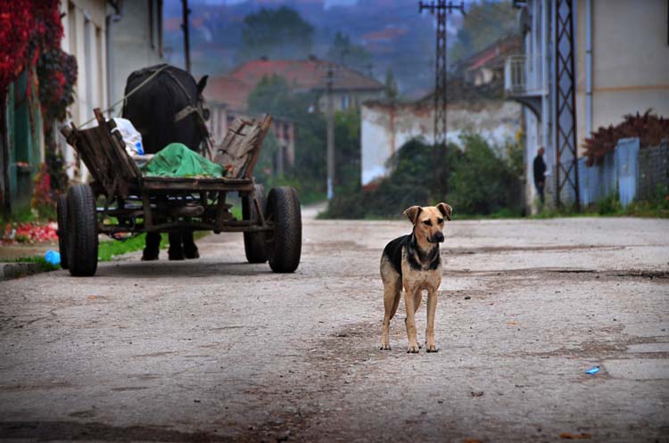 Pet Emergency Preparedness