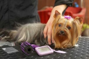 Become a Pet Groomer Become a Pet Groomer