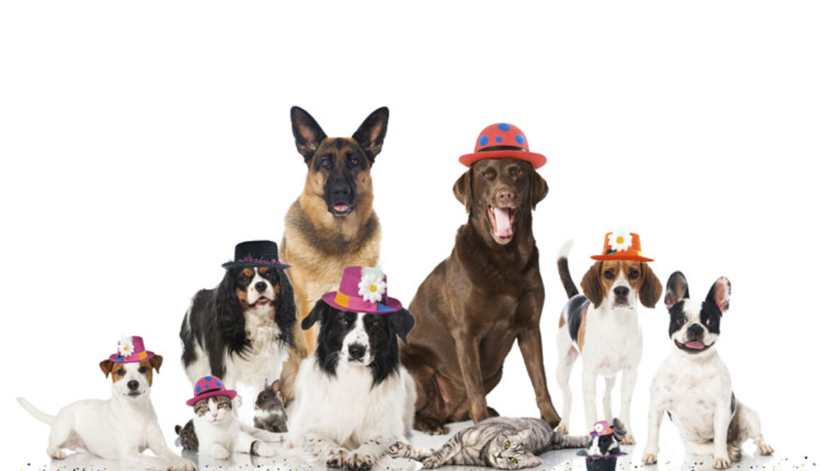 Pet New Year's Resolutions