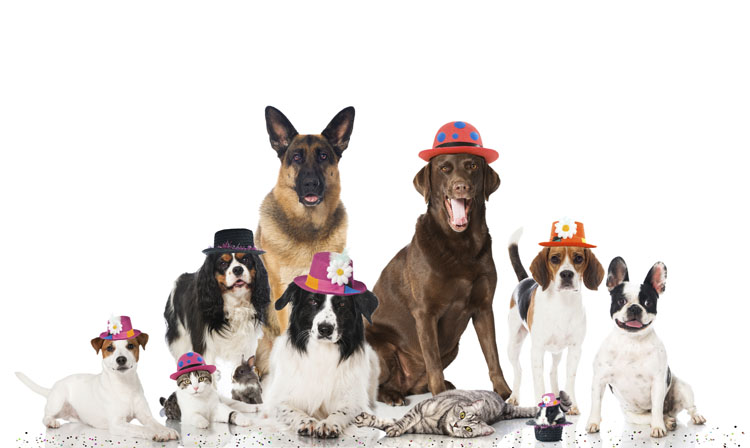 Pet New Year's Resolutions