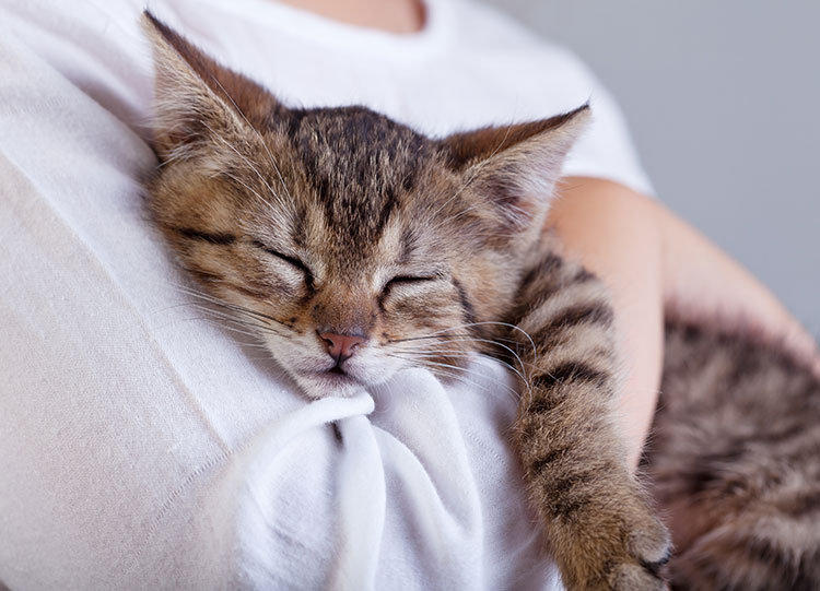 prepare-first-cat