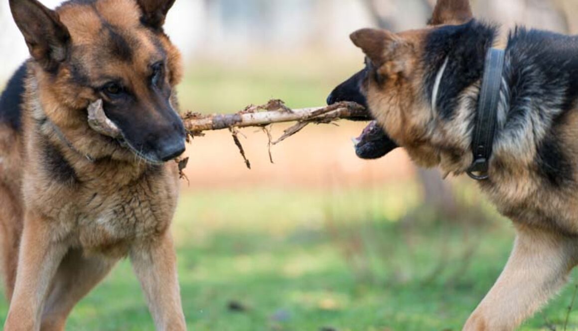 Reasons for Dog Aggression