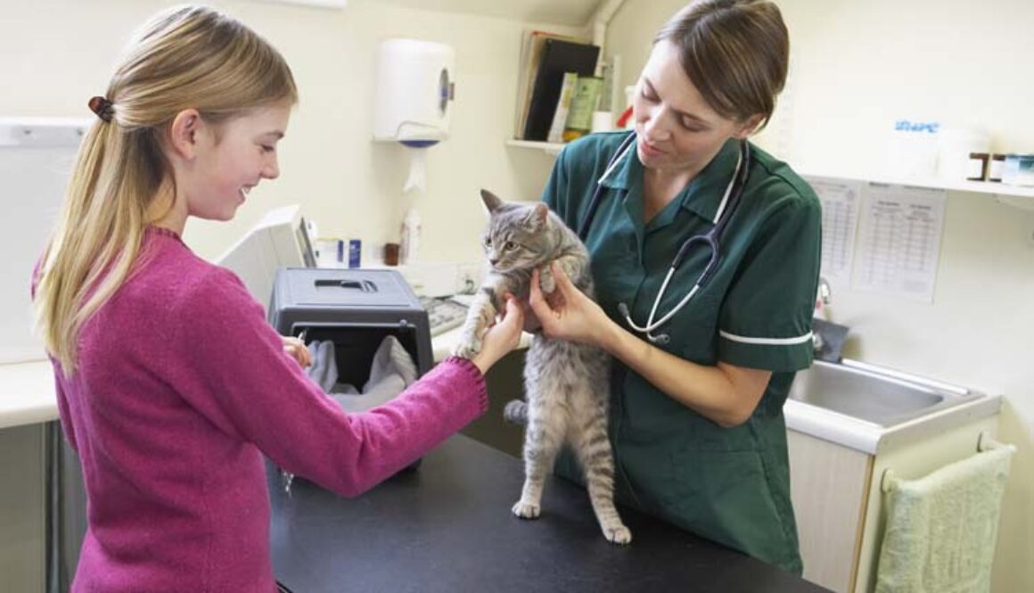 Take Your Cat to the Vet