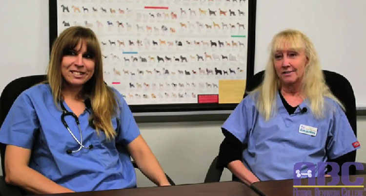 Talk With A Veterinary Technician