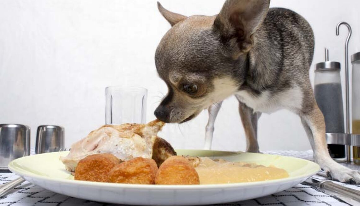 thanksgiving-foods-bad-for-dogs