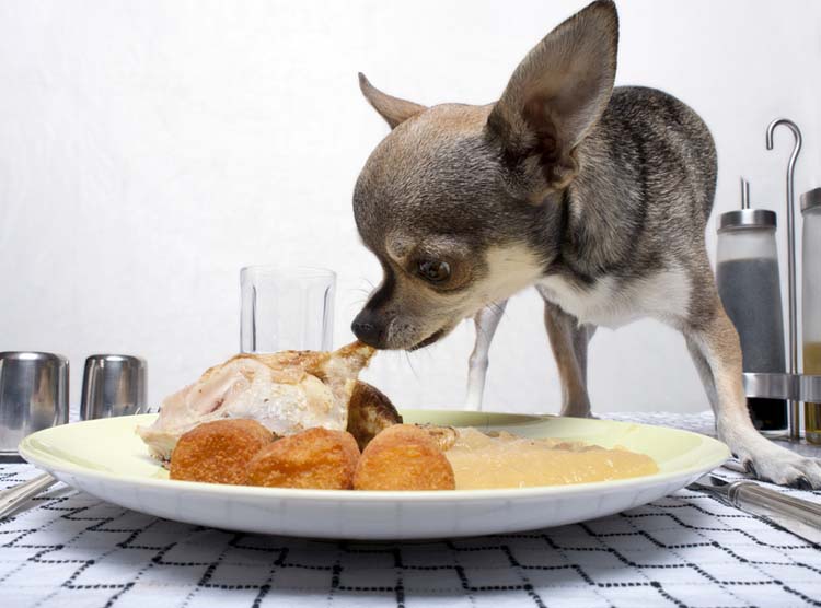 thanksgiving-foods-bad-for-dogs