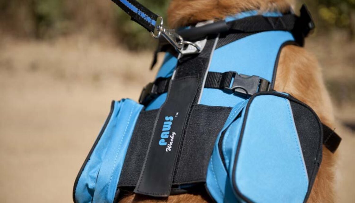 Top 8 Gifts for Your Dog