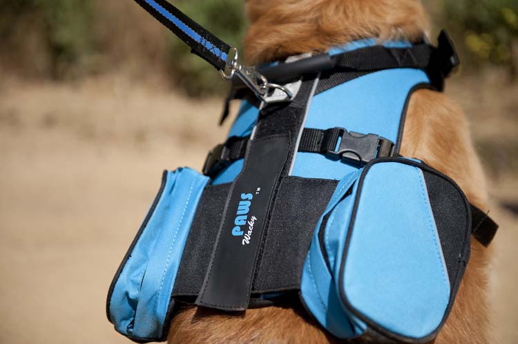 Top 8 Gifts for Your Dog