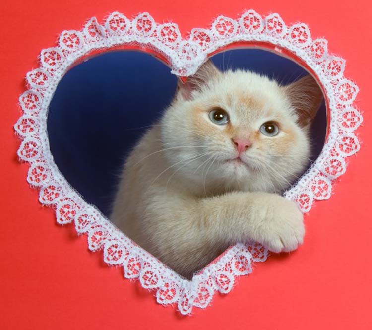 Valentine’s Gifts for Cats