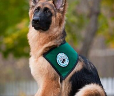 vested-shepherd-e1548779906622