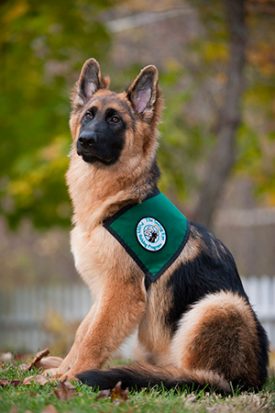 vested-shepherd-e1548779906622